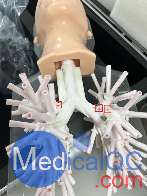 WEK-B05內(nèi)窺鏡支氣管模體，WEK-B05支氣管模型