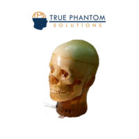 成人頭模體定制（動(dòng)態(tài)）