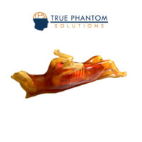 狗模體定制– 可用于超聲、ct、MRI