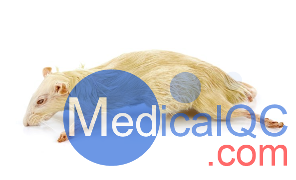 PlastiCreatures小動物塑化標本，PlastiCreatures模體