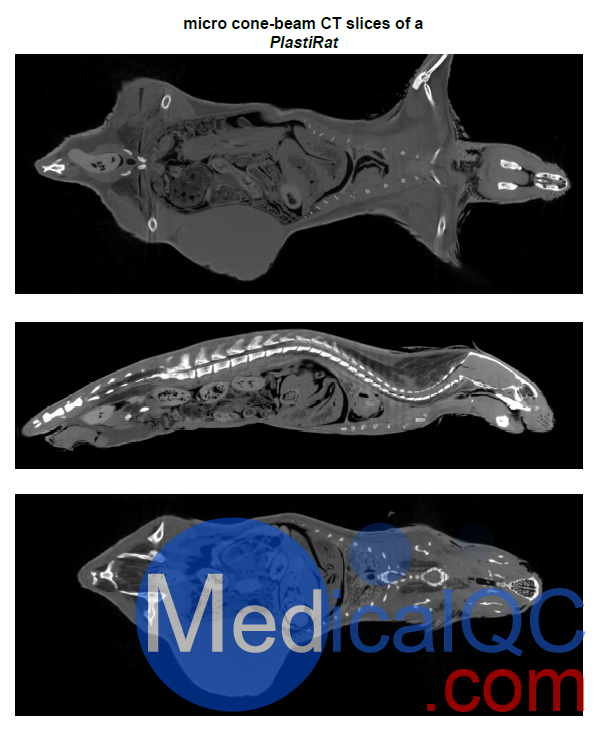 PlastiCreatures小動物塑化標本，PlastiCreatures模體