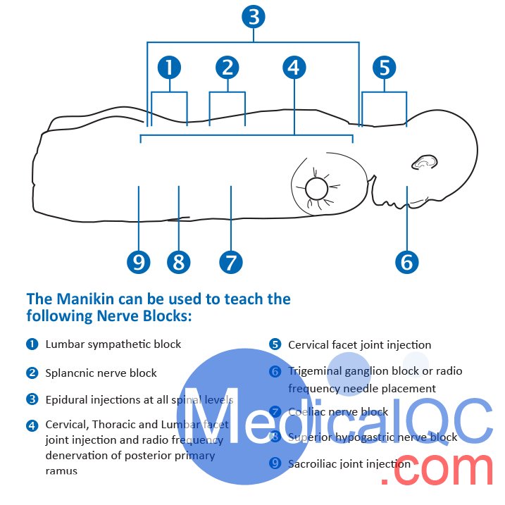 AR351脊椎穿刺模體，Adam，Rouilly脊椎穿刺模體