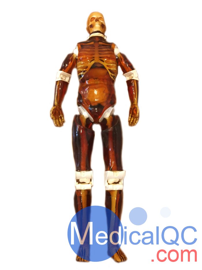 CT全身模體,MRI全身模體,X射線全身模體