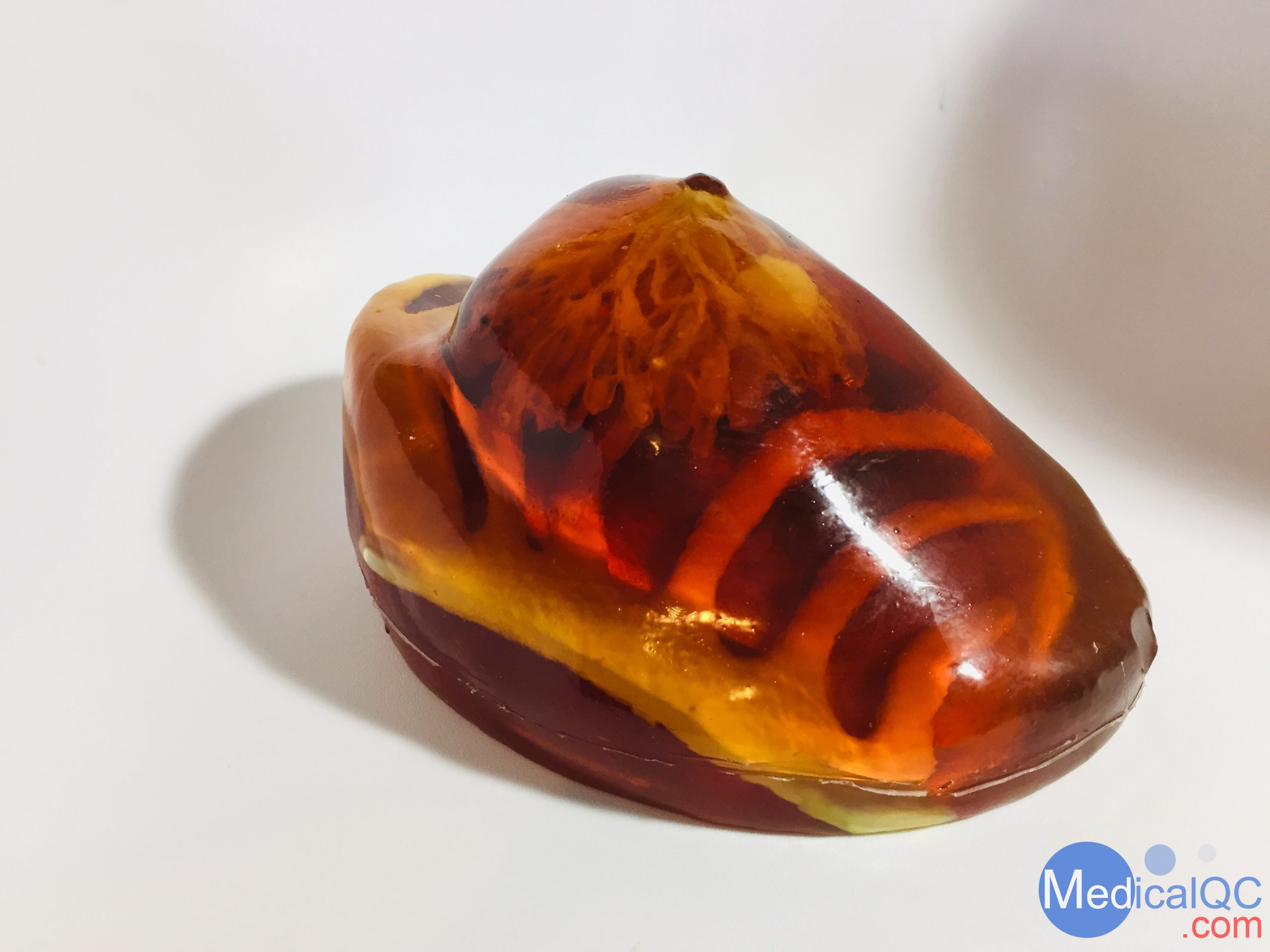 BT-A01乳房模體，BT-A01解剖乳房模體