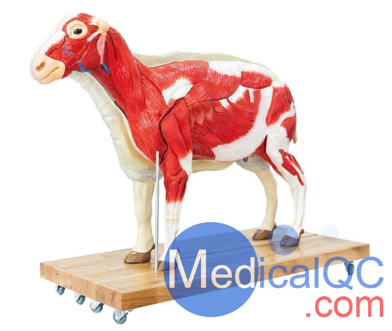VET3310綿羊模型,VET3310綿羊模體，VET3310獸醫用模體