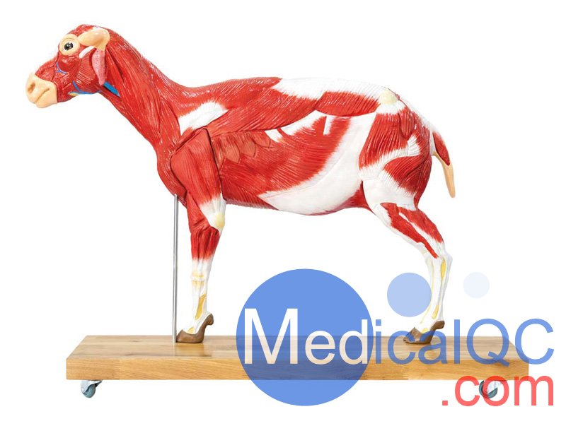 VET3310綿羊模型,VET3310綿羊模體，VET3310獸醫用模體