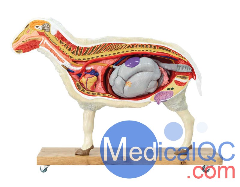 VET3310綿羊模型,VET3310綿羊模體，VET3310獸醫用模體