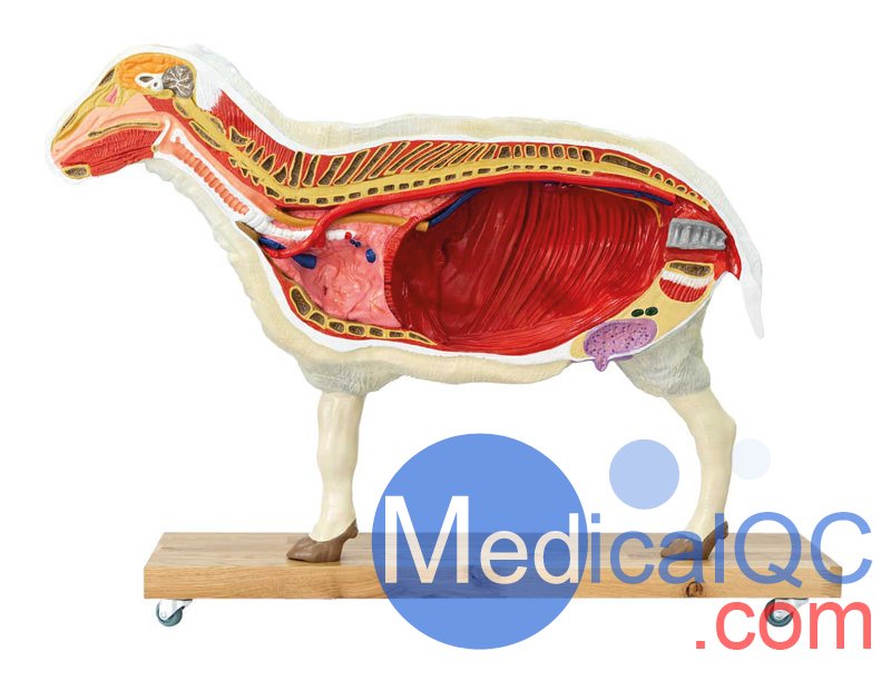 VET3310綿羊模型,VET3310綿羊模體，VET3310獸醫用模體