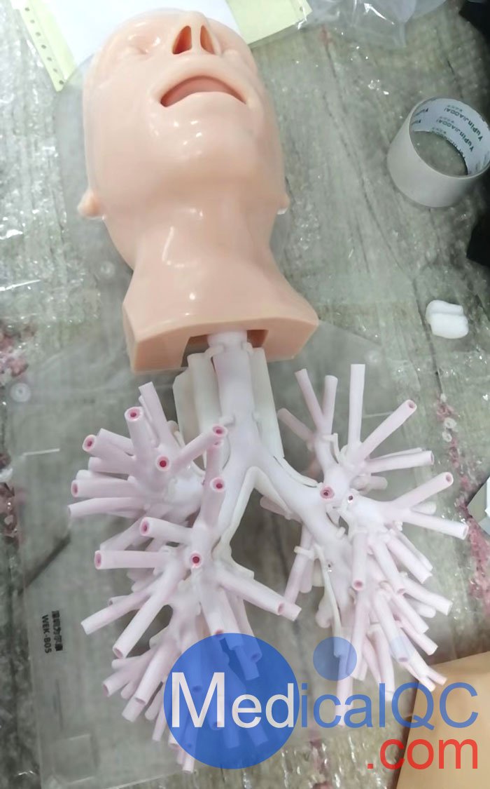 WEK-B05內(nèi)窺鏡支氣管模體，WEK-B05支氣管模型