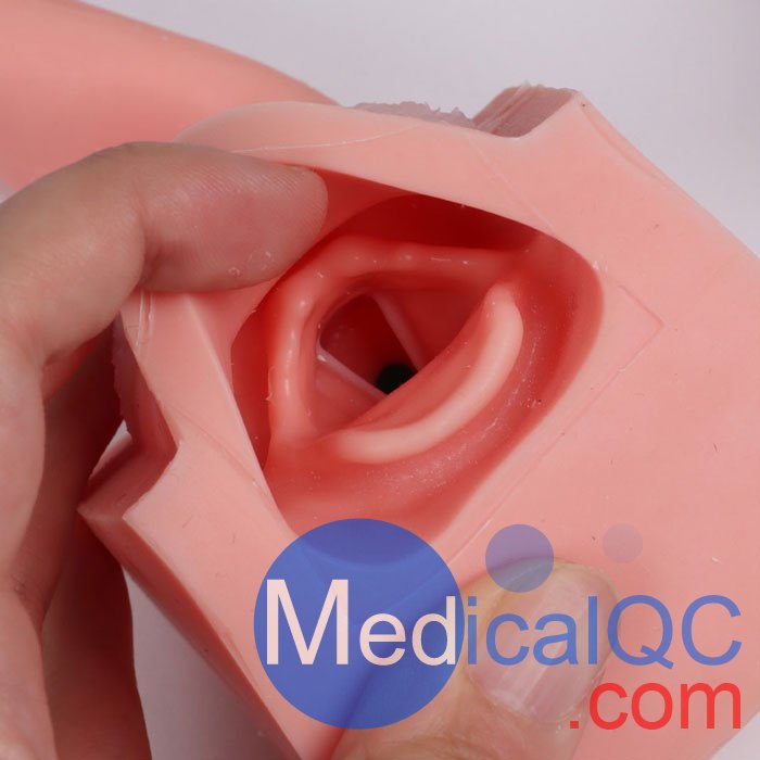 7150胃腸鏡模體，EGD模擬器，7150 EGD模體