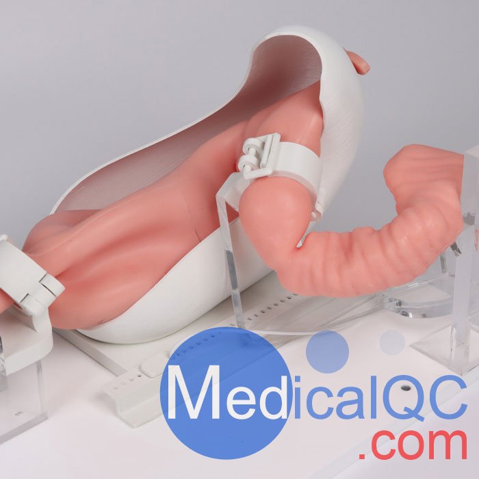 7150胃腸鏡模體,EGD模擬器,7150 EGD模體