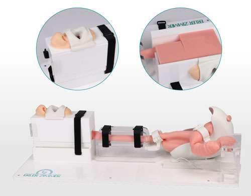 7150胃腸鏡模體，EGD模擬器，7150 EGD模體