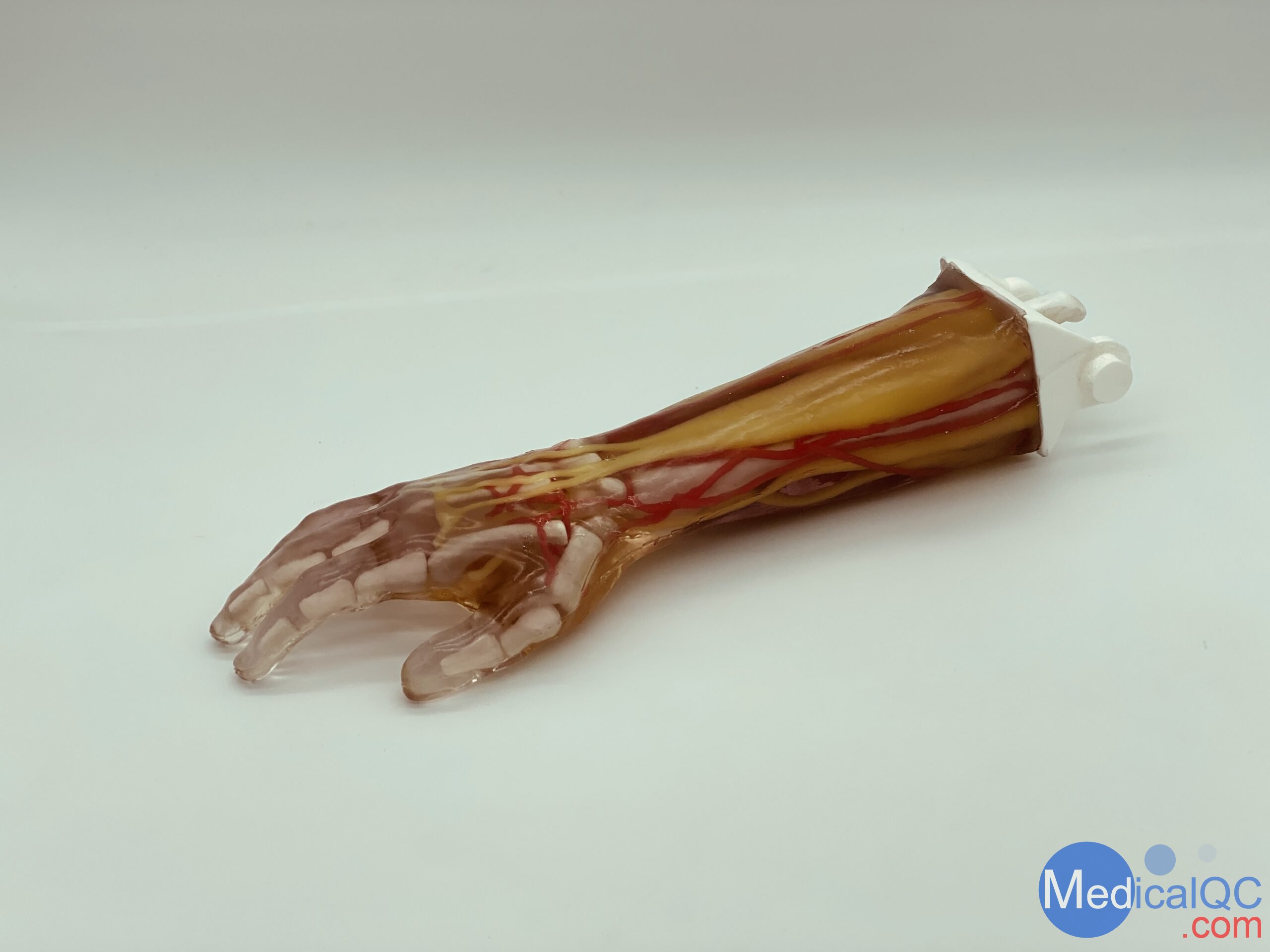 AR-A03成人手臂模型，AR-A03成人手臂模體