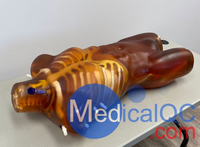 TO-A02成人軀干模體，TO-A02動態心臟運動軀干模體