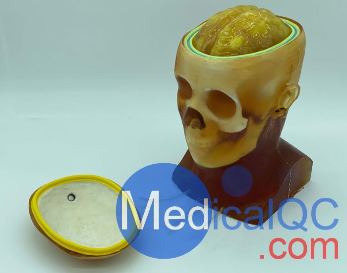 HD-C03成人頭模，HD-C03血管造影頭模，HD-C03頭部模體