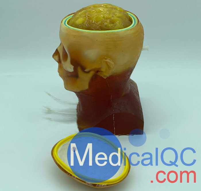 HD-C03成人頭模，HD-C03血管造影頭模，HD-C03頭部模體