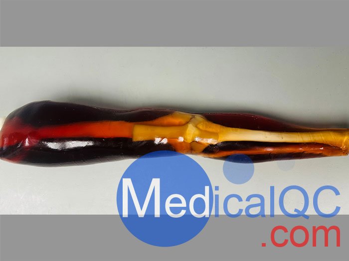 KE-A02成人膝關(guān)節(jié)模體，KE-A02腿部模型，KE-A02腿模體