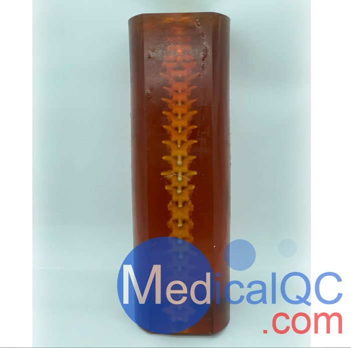 SE-A02成人脊柱模型，SE-A02脊柱模體,SE-A02脊椎模體