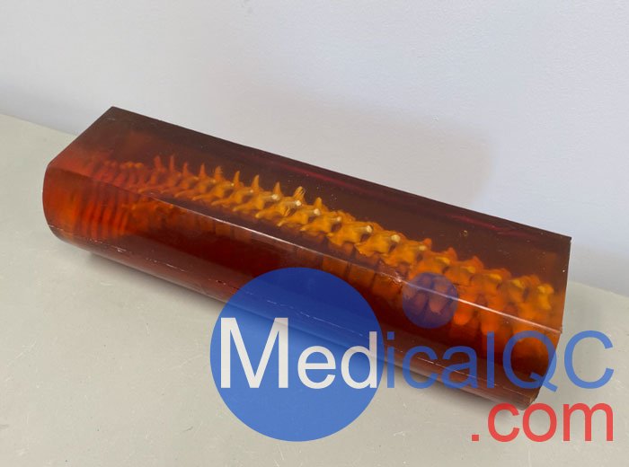 SE-A02成人脊柱模型，SE-A02脊柱模體,SE-A02脊椎模體