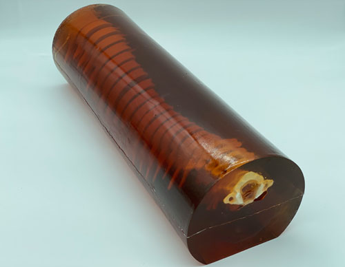 SE-A02成人脊柱模型，SE-A02脊柱模體,SE-A02脊椎模體