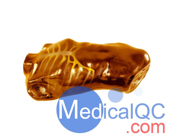 US-A04 FAST訓練軀干模體，US-A04超聲軀干模體