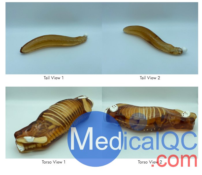 Dog Phantom，牧羊犬模體，模型結(jié)構(gòu)圖