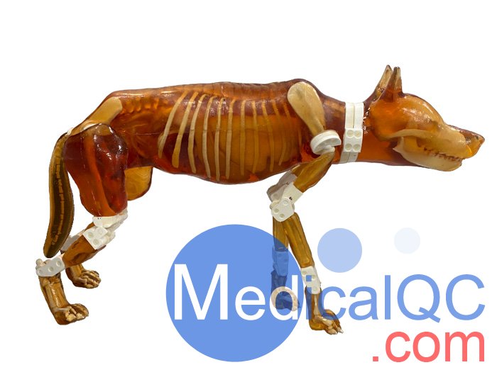 Dog Phantom，牧羊犬模體，牧羊犬模型