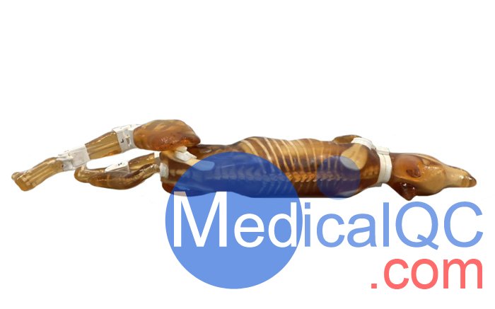 Dog Phantom，牧羊犬模體，模型實(shí)物圖