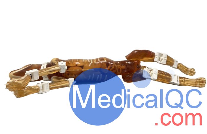 Dog Phantom，牧羊犬模體，模型實(shí)物圖