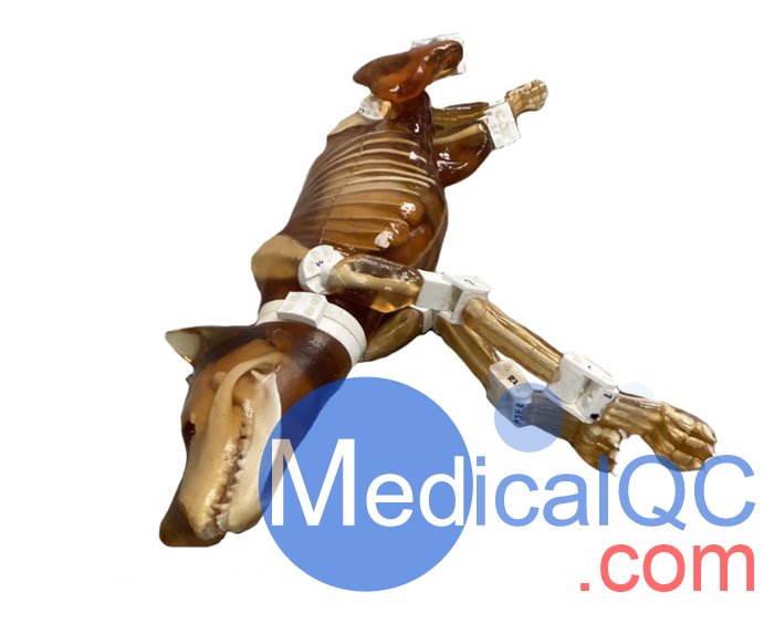 Dog Phantom，牧羊犬模體，模型實(shí)物圖