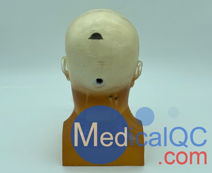 WEK-DSA03成人頭部模型,WEK-DSA03頭部模體實(shí)物圖