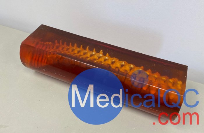 SE-A01成人脊柱模型,SE-A01成人脊柱模體產品實拍圖