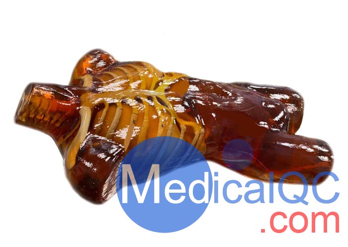 US-A02成人軀干模體，US-A02可用于超聲，CT,X射線成像