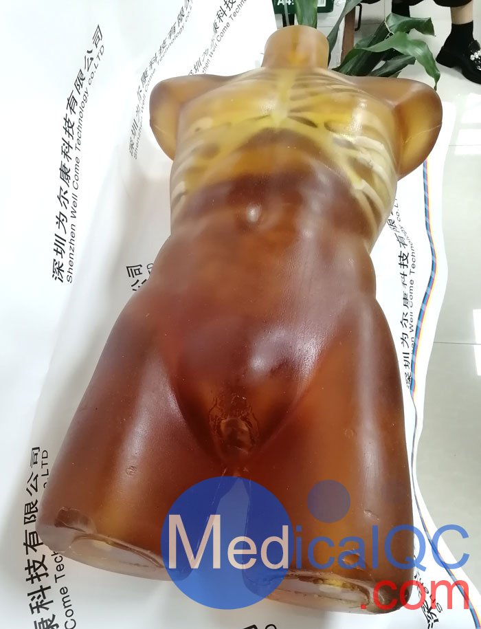 US-A02成人軀干模體，US-A02可用于超聲，CT,X射線成像