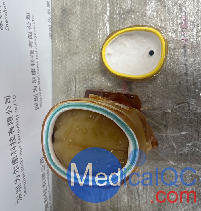 HD-C03成人頭模，HD-C03血管造影頭模，HD-C03頭部模體實拍圖