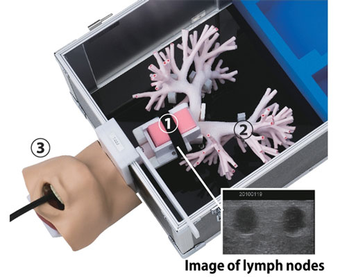 LM-099超聲支氣管鏡模擬器,LM-099支氣管穿刺訓練模型