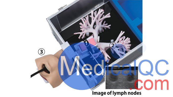 LM-099超聲支氣管鏡模擬器,LM-099支氣管穿刺訓練模型