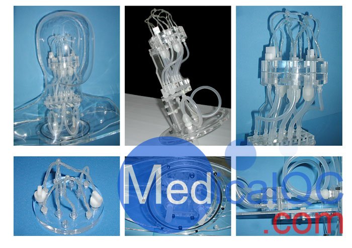 HB-1頭部血管模型，HB-1頭部體模，帶血管