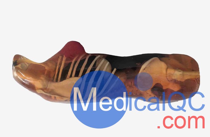 CT-A02成年女性軀干模體，CT-A02女性軀干模體